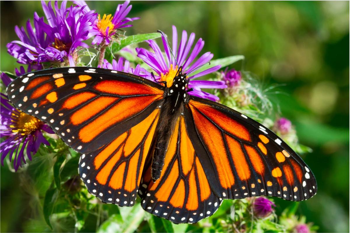 An orange Monarch butterfly on New England Aster
