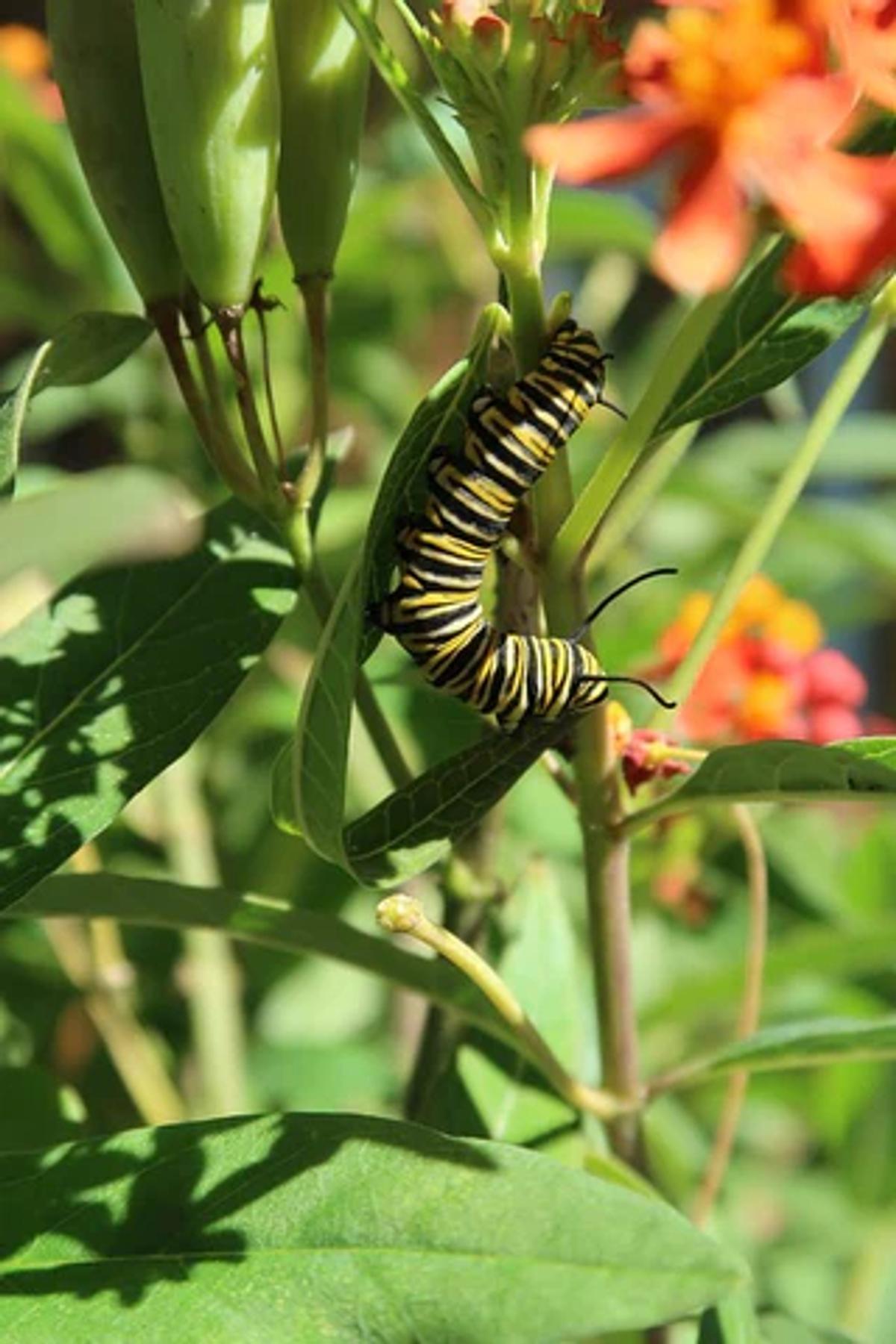 monarch butterfly caterpillar on butterfly weed