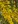 Close-up of Old Field Goldenrod