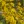 Close-up of Old Field Goldenrod