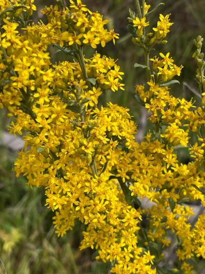 Close-up of Old Field Goldenrod