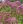 Close-up of Little Joe Pye Weed