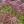 Close-up of Little Joe Pye Weed
