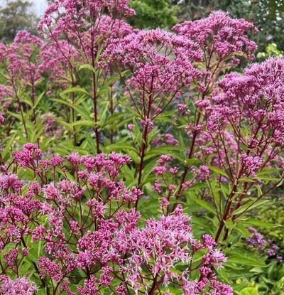 Close-up of Little Joe Pye Weed