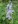Close-up of Tall Bellflower