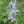 Close-up of Tall Bellflower