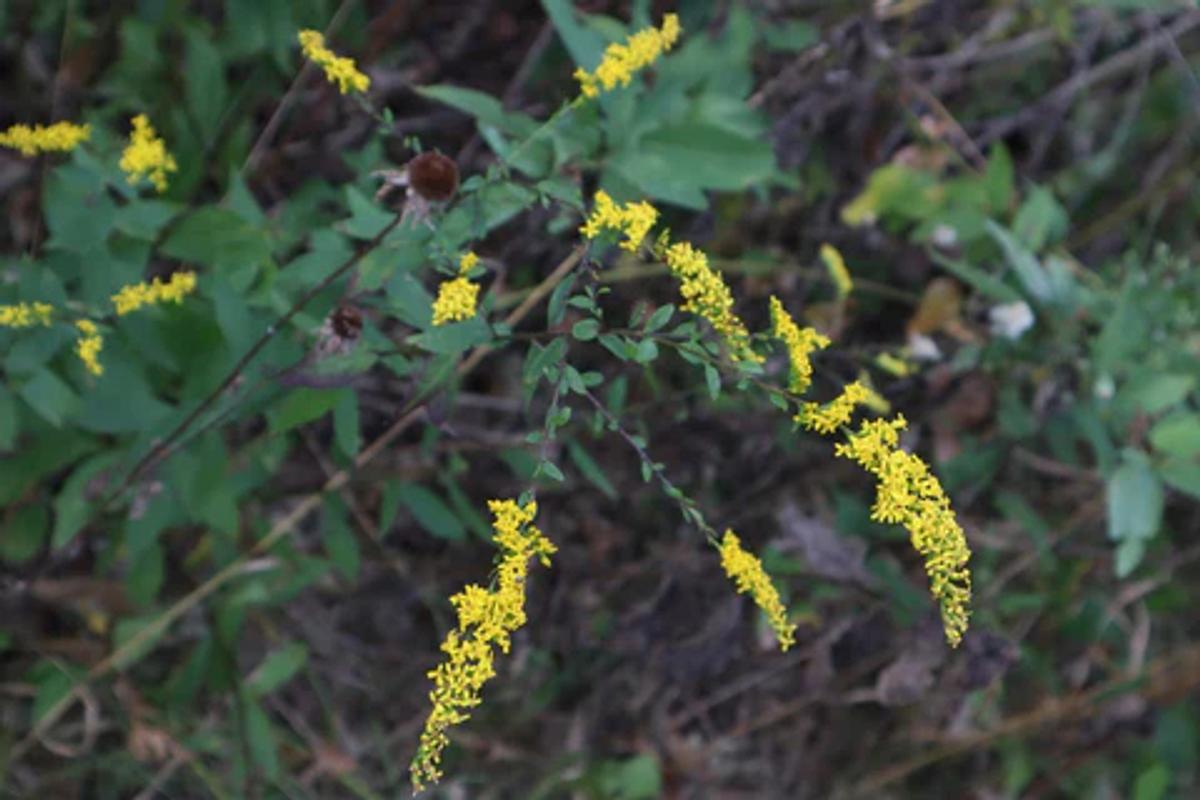 dark green leaves and bright yellow flowers of elm-leaf goldenrod