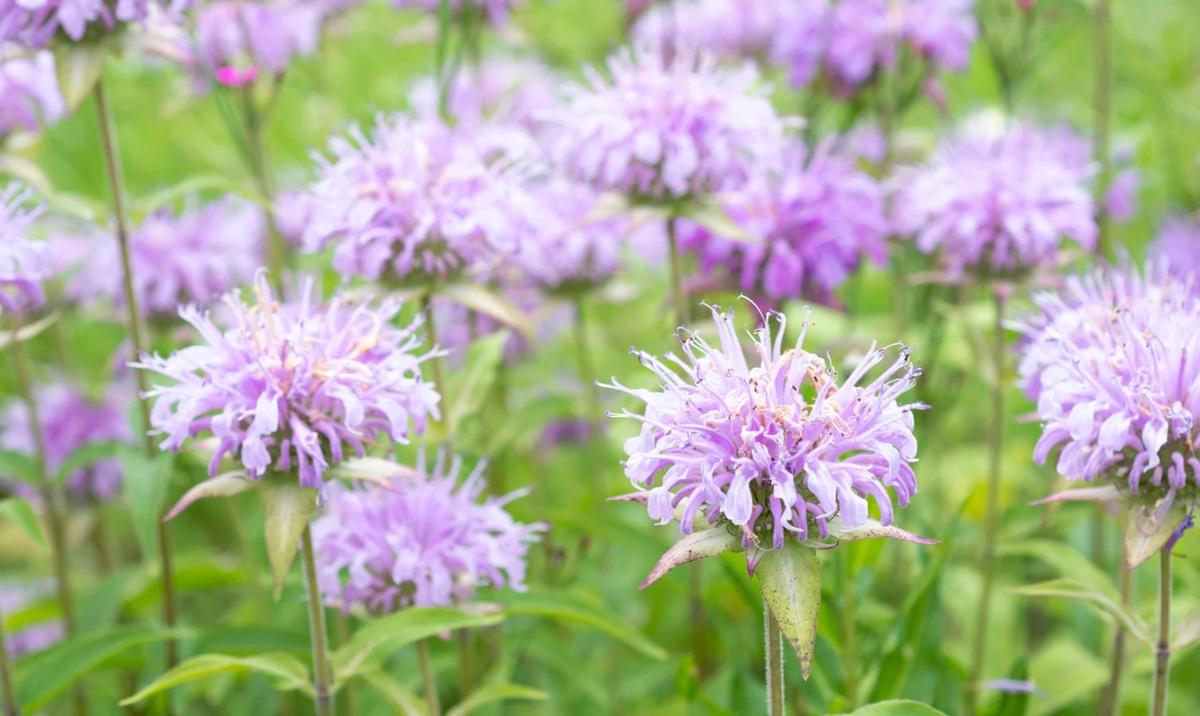 monarda flowers