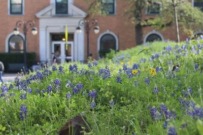 texas bluebonnets and other native plants in front of a brick building