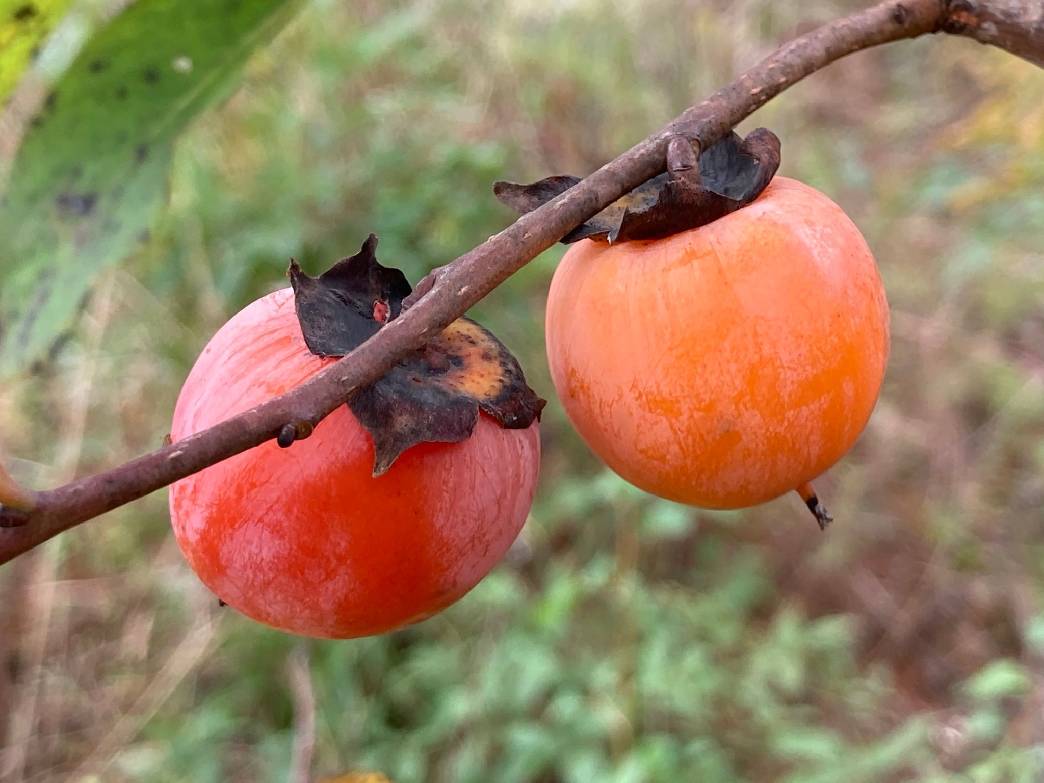 Close-up of American Persimmon