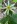 Close-up of White Wood Aster
