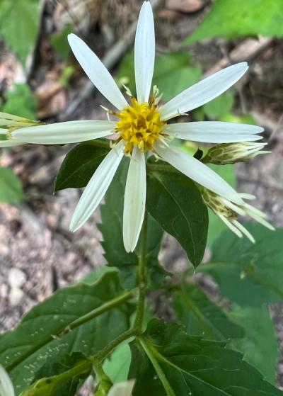 Close-up of White Wood Aster