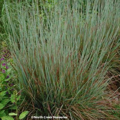 Close-up of Little Bluestem 'Standing Ovation'