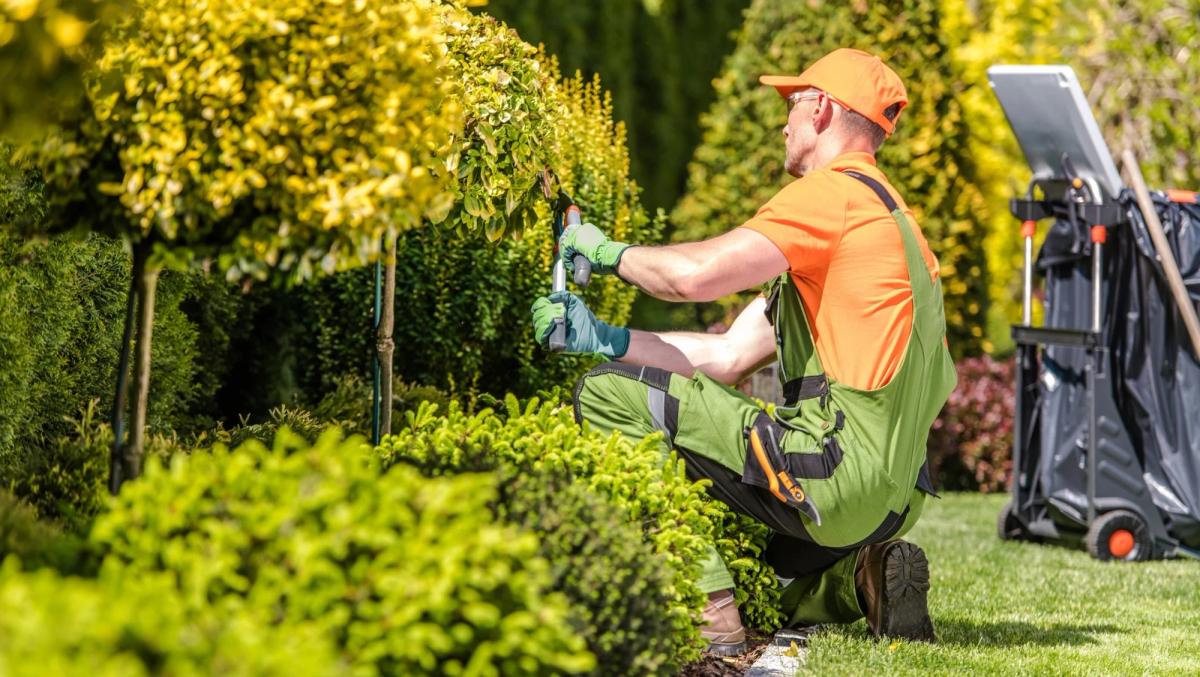 Landscaper doing maintenance on a shrub