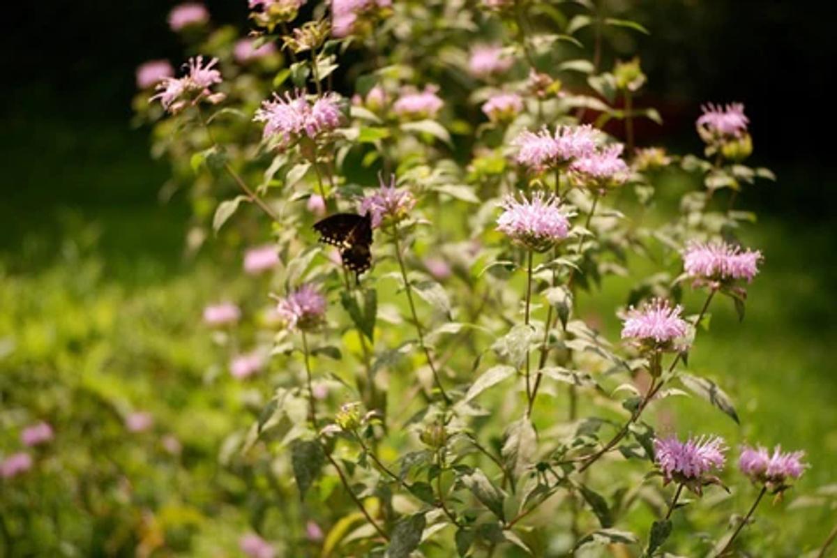 bee balm with a black butterfly