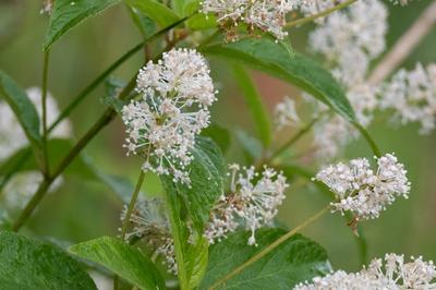 Close-up of New Jersey Tea