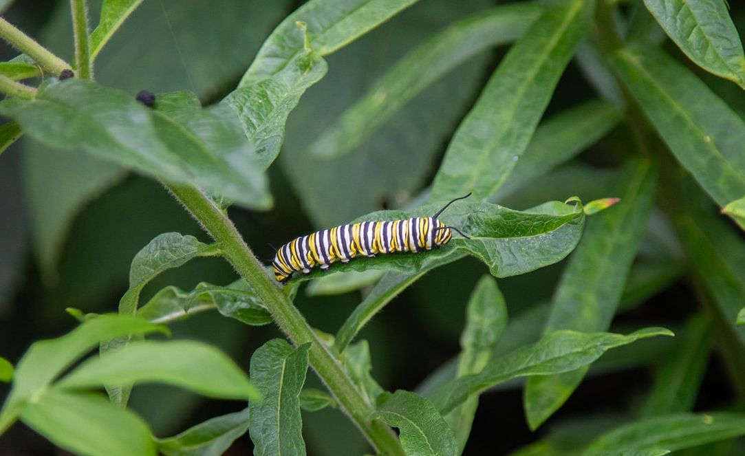 Yellow and black caterpillar crawling on healthy, green leaves.