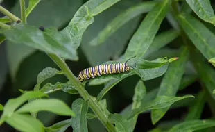 Yellow and black caterpillar crawling on healthy, green leaves.