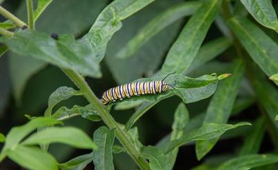 Yellow and black caterpillar crawling on healthy, green leaves.