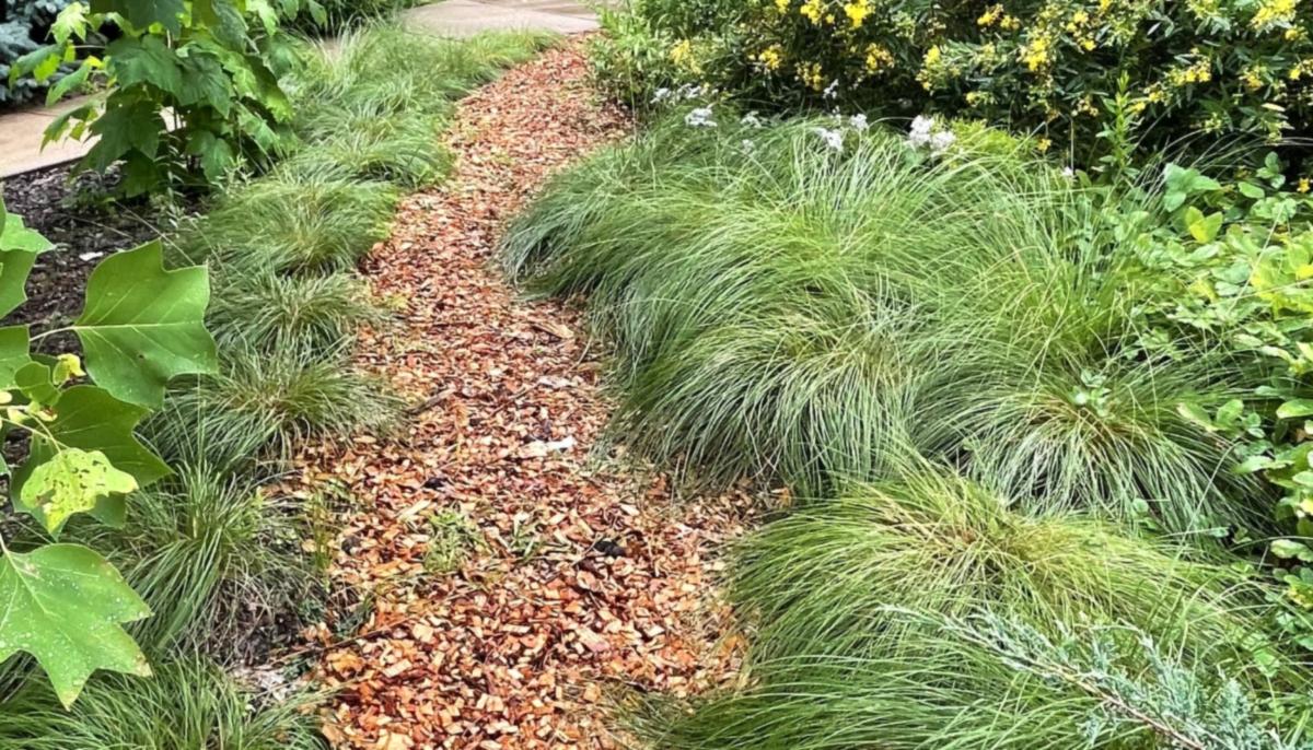 Shaded native garden beds with a path