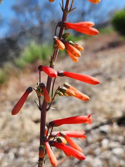 Close-up of Scarlet Bugler