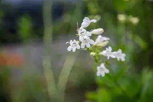 A cluster of white flowers in front of green stems.