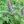 Close-up of Lavender Hyssop