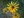 Close-up of Sweet Black-Eyed Susan