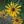 Close-up of Sweet Black-Eyed Susan