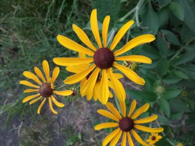 Close-up of Sweet Black-Eyed Susan