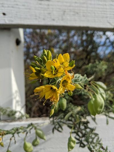 Close-up of Bladderpod