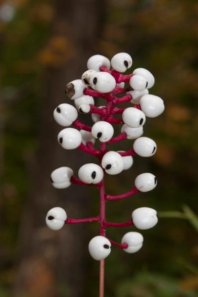Close-up of White Baneberry
