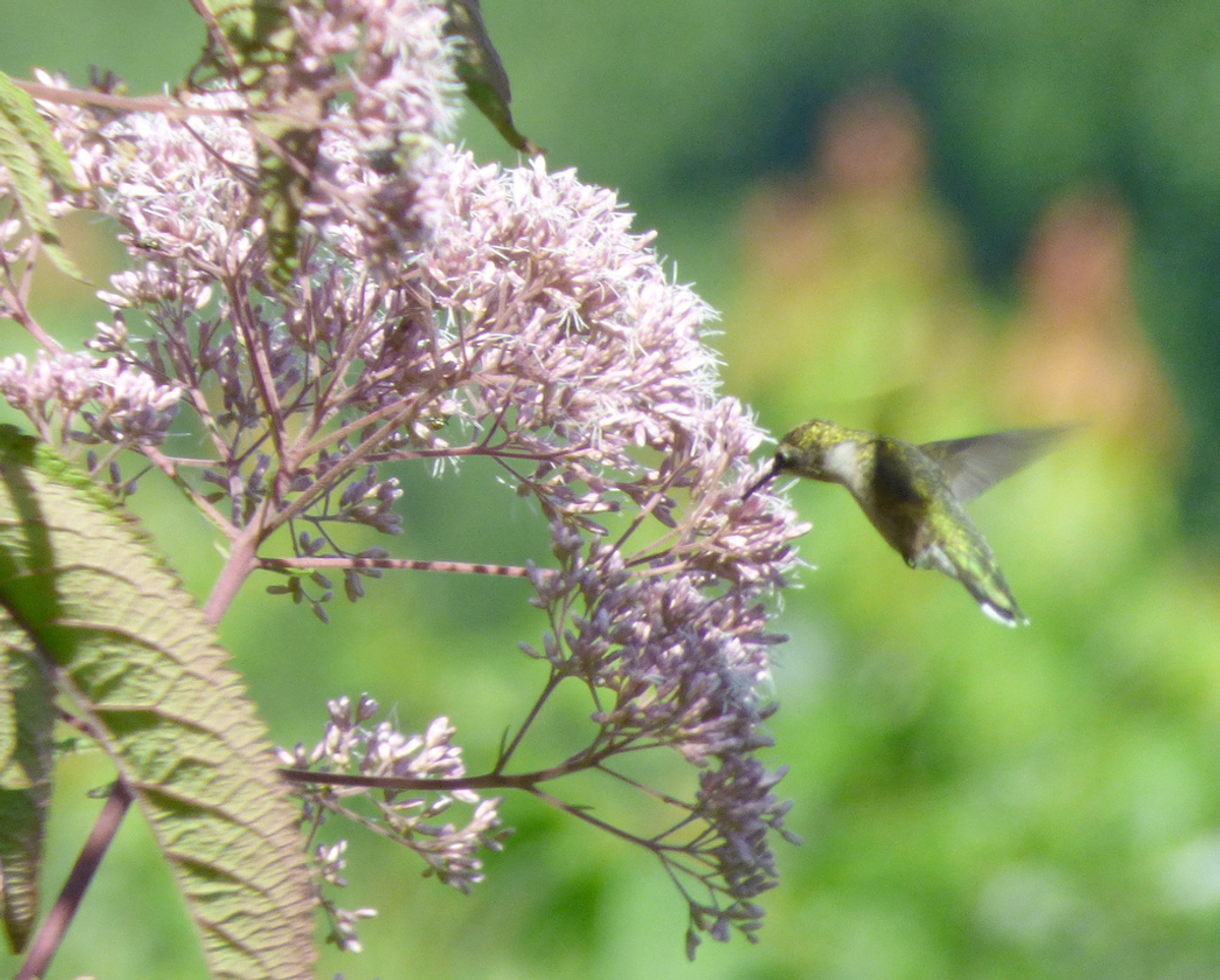 ruby throated hummingbird feeding on flowering plant nectar