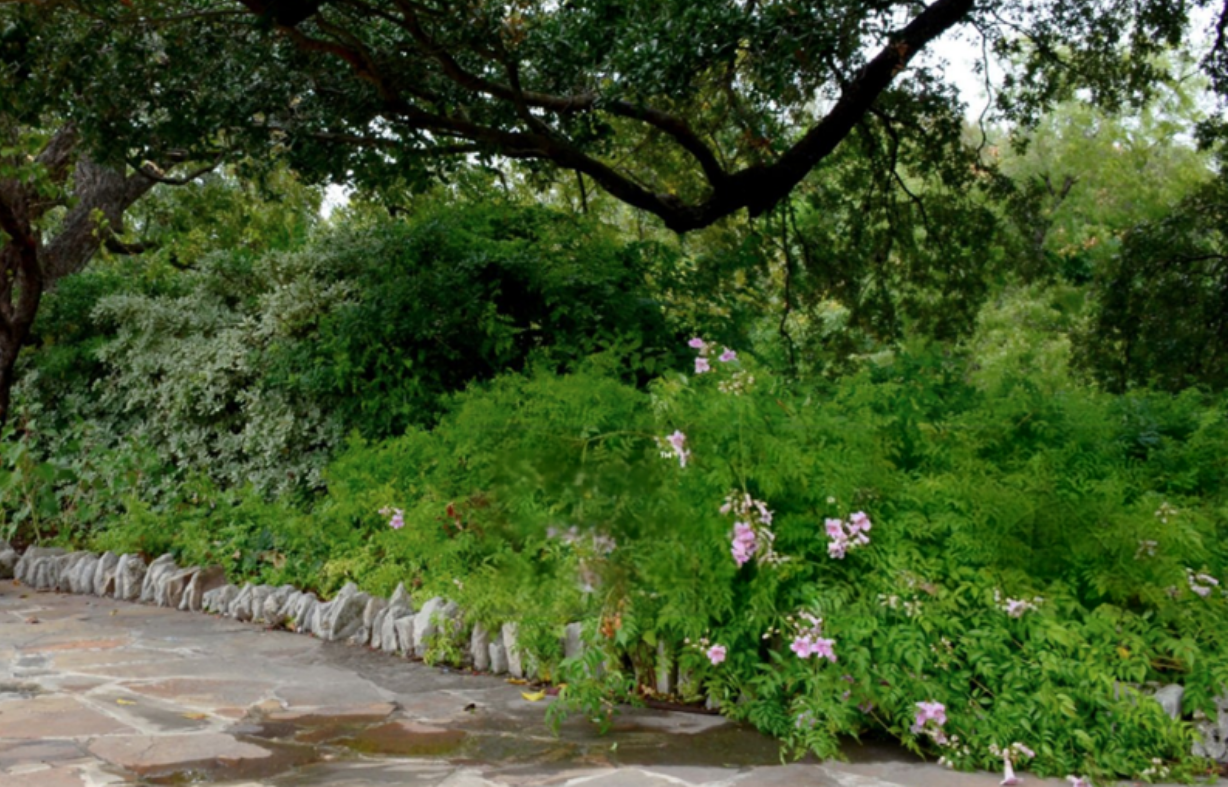 Texas native shade garden with flowering plants and grasses beneath mature trees.