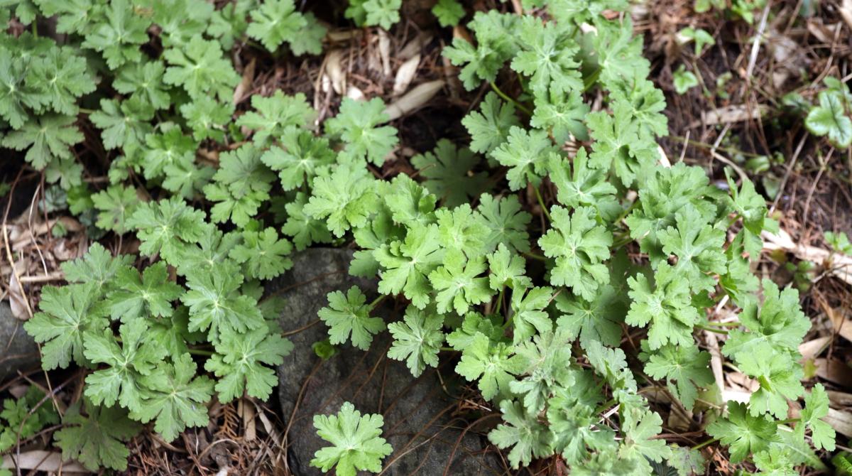 Geranium Foliage