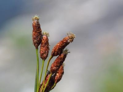Close-up of Softstem Bulrush