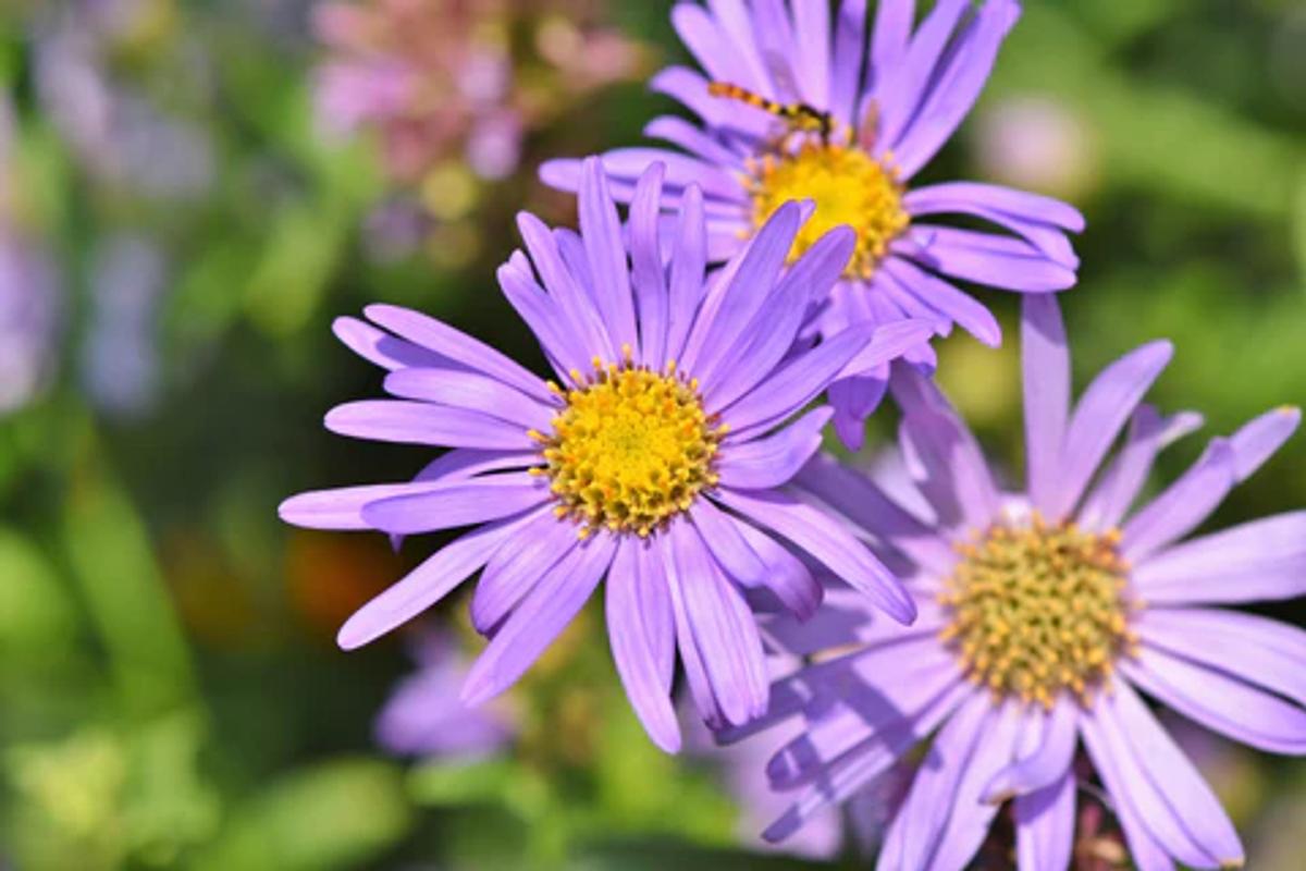 Purple aster flowers with yellow centers