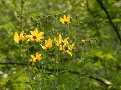 Close-up of Tall Coreopsis