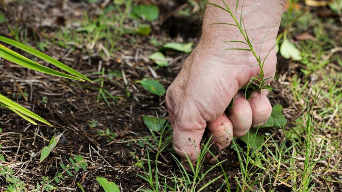 Uprooting Weeds for Yard Care