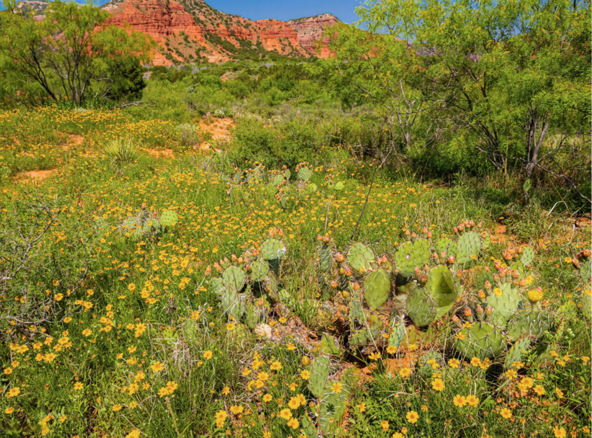 Drought-tolerant Texas shrubs and small trees layered with native flowers and grasses.