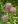 Close-up of Swamp Milkweed