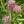 Close-up of Swamp Milkweed