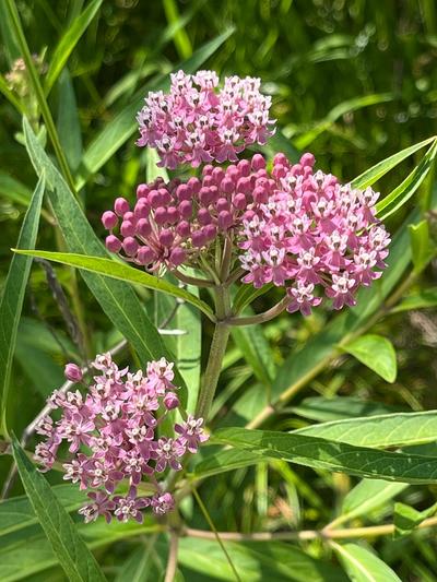 Close-up of Swamp Milkweed