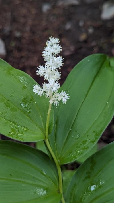 Close-up of False Solomon's Seal