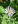 Close-up of Short's Aster
