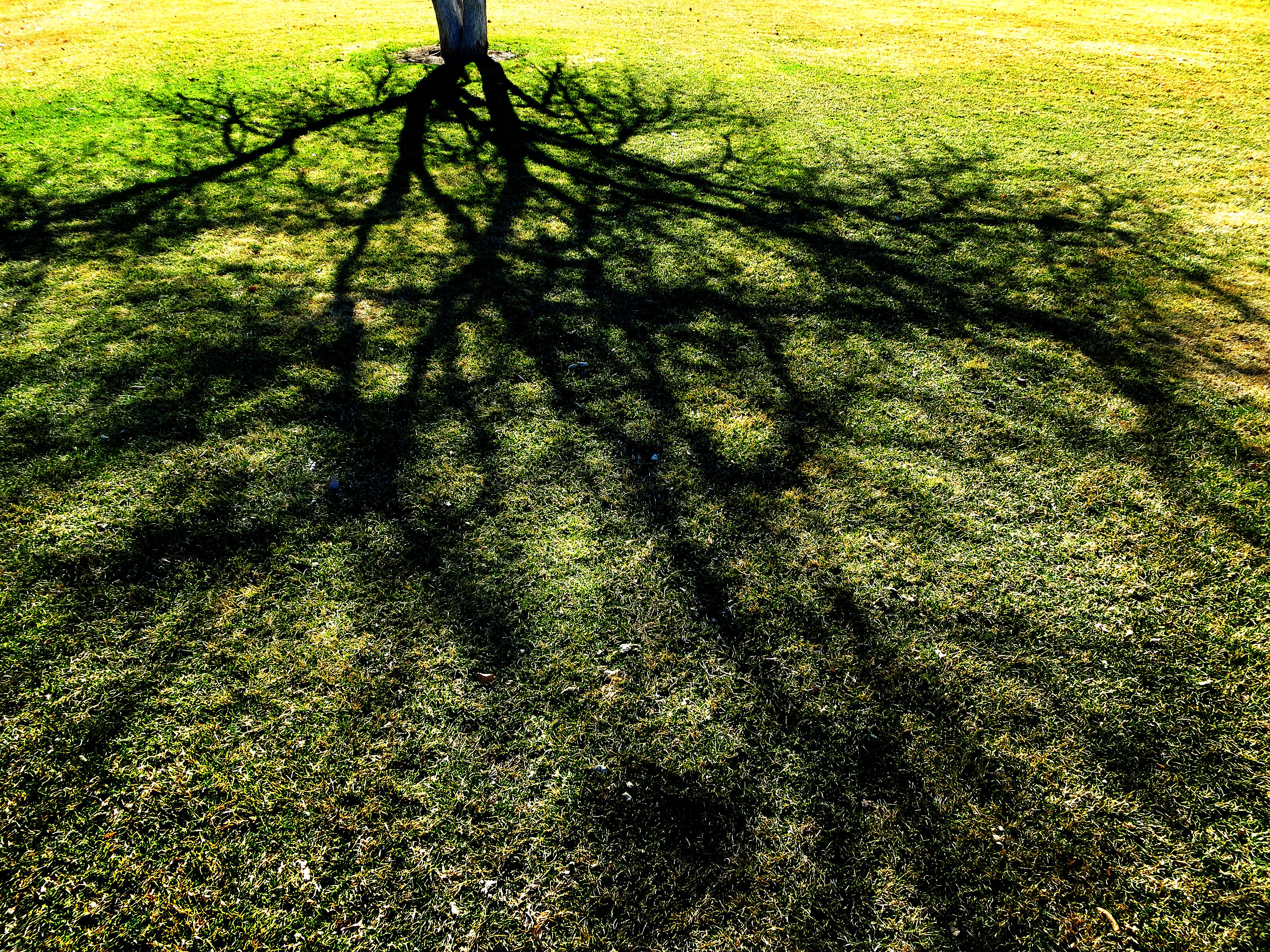 Bright yellow grassy background contrasting with the dark shade of a tree