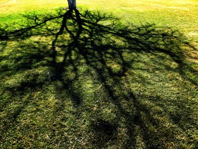 Bright yellow grassy background contrasting with the dark shade of a tree