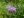 Close-up of Wild Bergamot