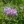 Close-up of Wild Bergamot