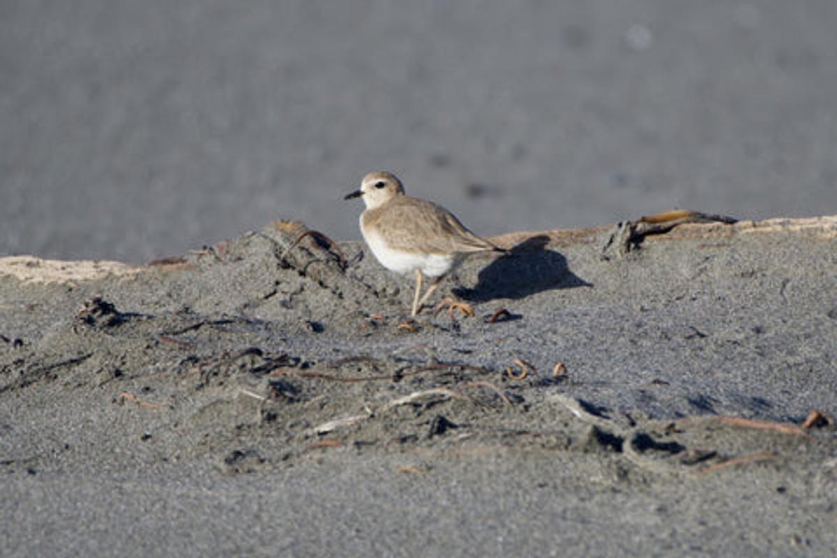 mountain plover in a sandy landscape